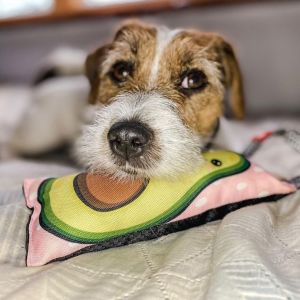 WAUDOG Dog Toy Soft Plush Squeaky | Chew Tug Toy | Hypoallergenic Anti-dust Mite Water-resistant Durable | Bite-resistant Hard Chewers | Cute
