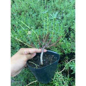 Hoa mười giờ cổ thụ có bầu đất