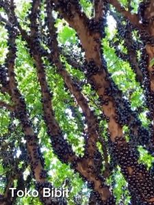 Bibit Tanaman Anggur Tahan Cuaca & Pohon anggur Brazil Sabhara