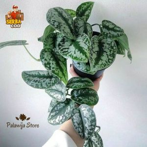 Tanaman hias sirih perak scindapsus exotica / skindapsus autentic