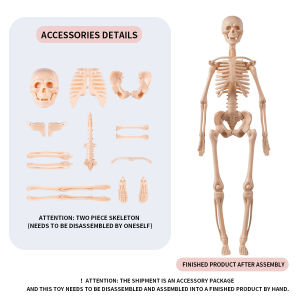 Human Body Structure Model Organ Skeleton Simulationdetachable Assembly Biomedical Anatomy Internal Organ Skeleton