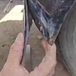 🎈QX Department Store_7🎈20-100pcs เคเบิ้ลไทร์รถยนต์ทนต่อรังสียูวี (หนัก 8") - ไนล่อนซิปผูกมอเตอร์ยาม/บังโคลน ยึดปลอดภัยไม่ต้องเครื่องมือ