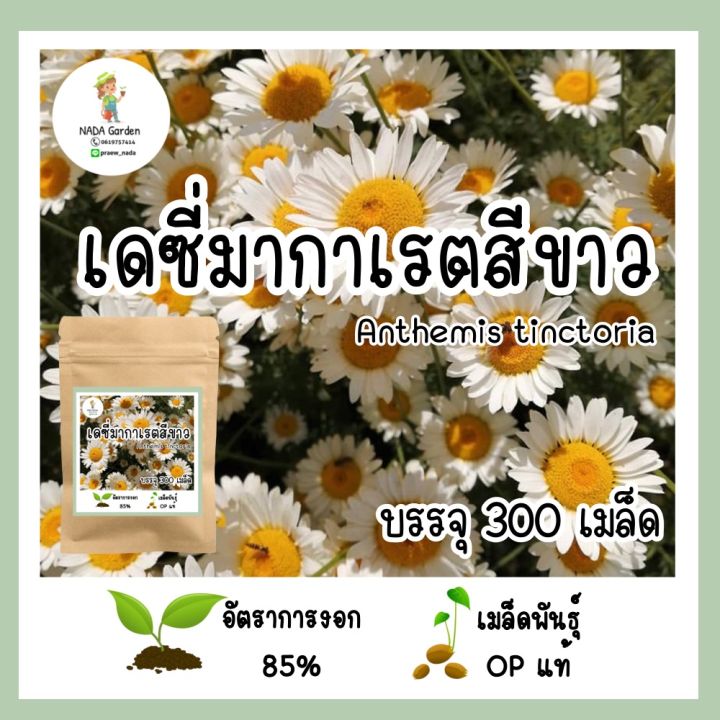 เมล็ดพันธุ์เดซี่มากาเรตสีขาว 𝑨𝒏𝒕𝒉𝒆𝒎𝒊𝒔 𝒕𝒊𝒏𝒄𝒕𝒐𝒓𝒊𝒂 บรรจุ300เมล็ด อัตราการ ...