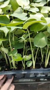 Cây trầu bà nam mỹ Cây Monstera deliciosa (Trầu bà lá xẻ)