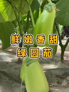 200seeds/pack- thai eggplant dwarf seeds vegetables plant herbs dwarf eggplant seeds-A649