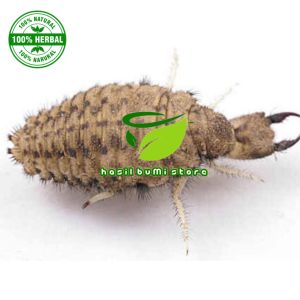 undur-undur obat tradisional isi 50