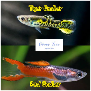 【Ocean Zone】 Red Endler Guppy / Tiger Endler Guppy - 5pcs / 10pcs (Live Fish with DOA) Endler Guppy For Sale Buy Guppy - Lazada