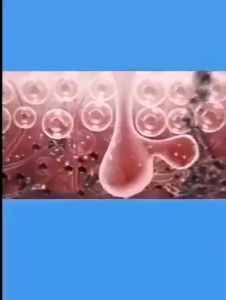 Antibacterial Body Wash Relieve Itching Remove Acne Mites 500ml Herbal Shower Gel Purifying Skin Moisturizing Deep Clean 艾草抑菌沐浴露500ml