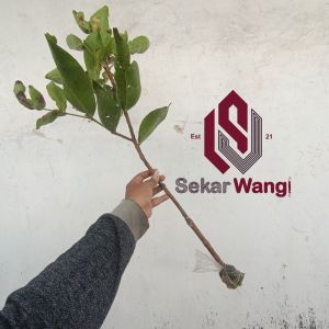 Paket super hemat Bibit Jambu air Citra cangkok isi 2