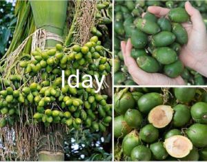 buah pinang/jambe muda segar 3kg gratis 250g obat herbal tradisional
