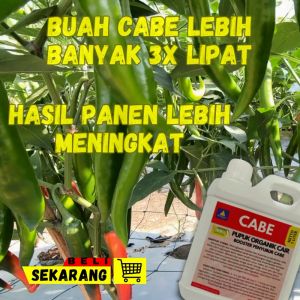 Pupuk Cabe Masa Pertumbuhan Pupuk Cabe Agar Cepat Berbuah Pupuk Cabe AntiKeriting Obat Penyubur Cabe