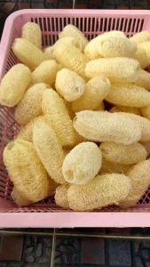 100 ลูกเล็ก - ใยบวบลูกเล็ก ใยบวบขัดตัว ใยบวบขัดผิว ใยบวบ ยาว 3 นิ้ว - Natural Loofah