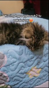 PETSTORY Mandian Syampu Kucing Tanpa Air Bilas Cat Dry Cleaning Powder Shampoo Syampoo Sabun Kucing Wangi Kering