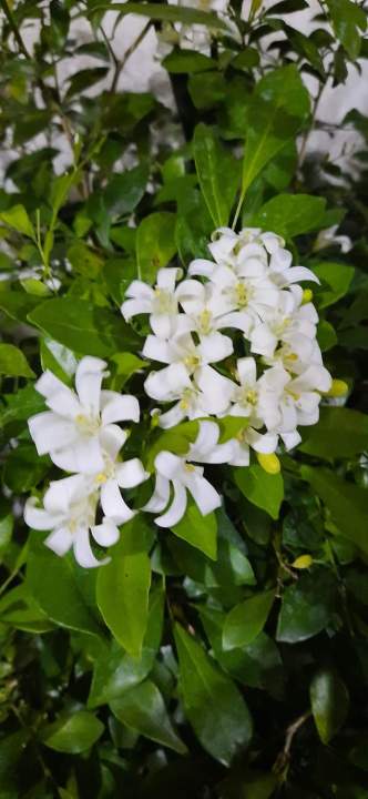 KAMUNING OR JASMINE SWEET SMELL live plants rooted napo stable.ndn po ...