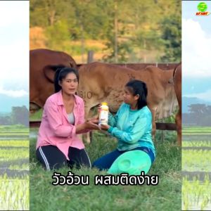 เสริมสร้างภูมิคุ้มกันให้สัตว์ ใช้ได้ดีกับสัตว์ทุกชนิด วัวท้อง วัวเล็ก วัวเด็ก วัวป่วย วัวแม่ลูกอ่อนใช้ได้ ไคโตซานฟาสท์ฝาเหลือง2ขวด สินค้าพร้อมจัดส่ง