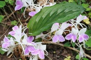 củ tam thất lá xanh ( 1 củ giống)