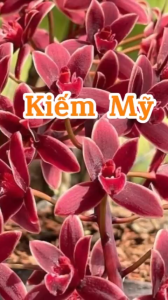 HOA LAN KIẾM MỸ SIZE CÂY GIỐNG