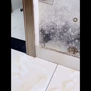 High-efficiency Mildew Spray Remover Cleaner 500ml 高效除霉剂墙体家具瓷砖白鞋婴儿推车等去除霉菌斑点