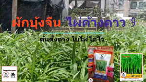 ผักบุ้งจีน ไผ่ค้างคาว 9 เมล็ดพันธุ์ดี