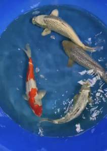 JAPAN KOI HIGH GRADE 38-40cm from MARUHIRO KOI FARM ( GOSHIKI  GINRIN SORAGOI  GINRIN MATSUKAWAKABE  GIN MATSUBA )