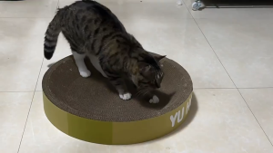 Cat Scratch Board Cat Play Claw Free Cat Mint Cat Kitten Claw Cat Fun Claw Scratching Post