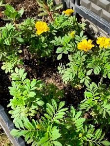 【20เมตร + 20หัวฉีด】ชุดหัวฉีดสเปรย์หมอก ชุดพ่นหมอก หัวฉีดสเปรย์หมอก หัวพ่นละอองน้ำ หัวพ่นทองเหลือง 8 มม. ก้านเสียบ ดัด งอได้ 360องศา ใช้กับสายขนาด 8 มม.