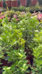 TUMBUHRIA NURSERY || Pokok limau kasturi / limau kasturi berbuah /桔子