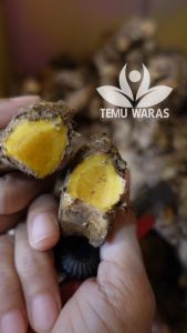 Bangle 1kg / Bonglai / Bengle / Panglai Segar Organik Asli Gunung