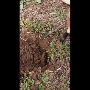 เสียมเล็ก เสียมกึ่งมีด สำหรับขุดดิน พรวนดิน ในกระถาง หรือพื้นที่เล็กๆ ยาว 30 cm