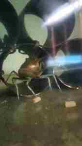 Super Lobster Premium Pakan Lobster dan Udang Tenggelam Cepat Molting IKANESIA