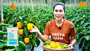 Pupuk NPK Mutiara 16 16 16 Re pack 250 Gram - Pupuk Daun Bunga & Buah