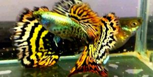GUPPY YELLOW PLATINUM TIGER HALFMOON ( QUALITY SAME AS PICTURE)