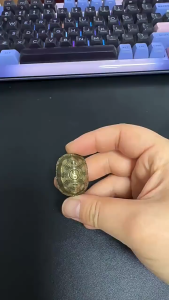 Tortoise Shell Ornaments Turtle Shell Pendant Fortune Divination