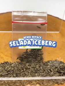 Benih Selada Iceberg Unggulan Berkualitas