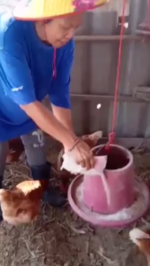 โอรา แคลเซียมทะเลลึก คุณภาพสูง สำหรับไก่ และสัตว์ปีก