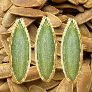 Long Kernel Large Roasted Pumpkin Seeds Snack