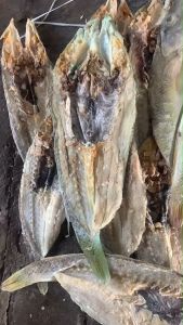 Ikan Kering Asin Barakuda Sirip Hitam Ikan Laut Blackfin Barracuda Ikan Asin Keling Hijau Ikan kering Keling