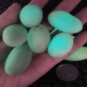 Pajangan batu fosfor 35mm bersinar di kegelapan