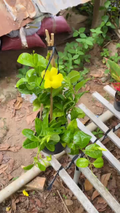 Huỳnh Đệ Hoa Vàng - Chậu to - Dây leo chịu nắng tốt - Đang hoa hoặc sắp cho hoa!