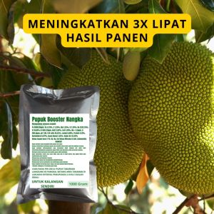 Pupuk Booster Nangka untuk Hasil Optimal