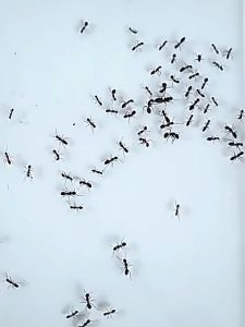 【No effect full refund】24 hours delivery ant killing bait ant killer powder ant medicine ant poison ant repellent ant bait ants killer bait ubat semut berkesan racun semut berkesan