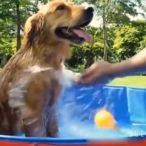 Compact Foldable Dog Pool - Durable PVC Easy-Clean Pet Bath Tub For Pets Versatile Outdoor/Indoor Use For Dogs No Power Needed Perfect For Dogs