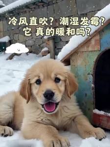 New Pet | Nơi Ở Ngoài Trời Cho Chó Mùa Đông Cách Nhiệt Chống Nước