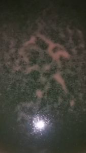 ไรแดง มาโคโครปาพ่อแม่พันธุ์ ไรแดงสด อาหารปลา ปลากัด อาหารลูกปลากัด (สายพันธุ์มาโคโครปา Macorcopa)