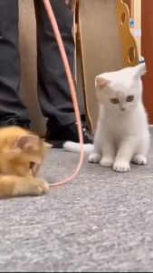 【จัดส่งตรงจากประเทศไทย】จําลองเมาส์หางแมวของเล่นแมวทีเซอร์ตลกติดซิลิโคนหางยาวสัตว์เลี้ยงของเล่นแบบโต้ตอบสําหรับแมว