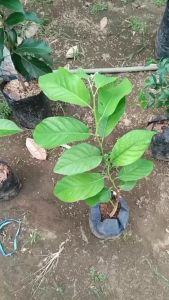 Bibit Buah Srikaya Merah Asli