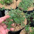 Tanaman Herbal  Rempah Timi atau Thyme. 