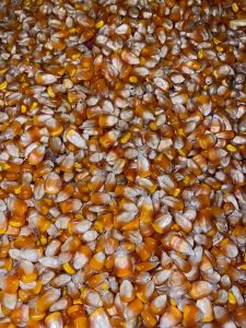 500 gram jagung hibrida super bibit unggul cocok untuk benih