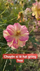 Hạt giống hoa cúc sao nhái thái kép nhiều màun- ( hoa chuẩn màu gói 100 hạt ) - Knseeds