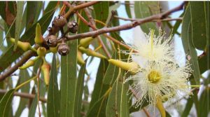 1KG LÁ CÂY KHUYNH DIỆP TƯƠI/LÁ BẠCH ĐÀN TƯƠI